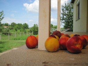 Peaches in Hungary