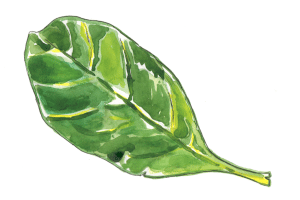 spinach leaf illustration